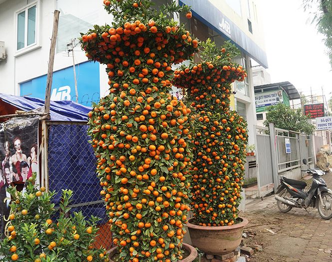 Cặp quất lục bình khủng giá hàng chục triệu ở Hà Nội